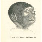 Tête De Jeune Nasique