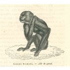 The Monkey