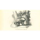 The Monkey
