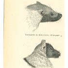 The Wolf And The  Mouse