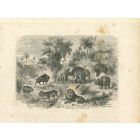 The Animals in Jungle