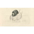 The Gorilla