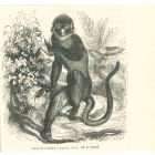The Monkey