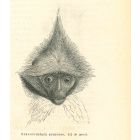 The Monkey
