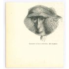 The Monkey