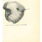 The Monkey