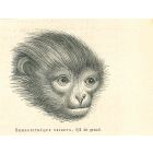 The Monkey