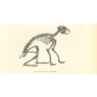 The Skeleton