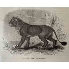 The Lion