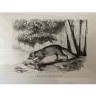 The Hunting Fox