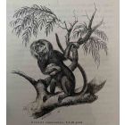 The Monkey