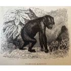 The Chimpanzee