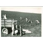 Cotton Farmer - American Vintage Photograph