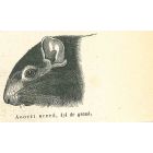 The Mouse
