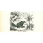 The Bear