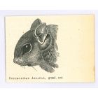 Sciuroptere