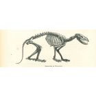The Skeleton