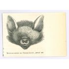 The Bat