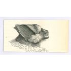 The Bat