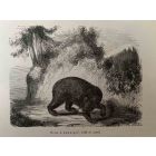 The Bear