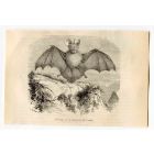 Egyptian slit-faced Bat