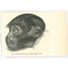 The Monkey