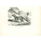 Canis Crabier