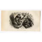 Three-Toed Sloth