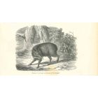 The Boar