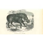 African Warthog