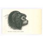 The Monkey