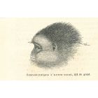 The Monkey