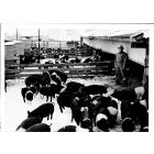 Agricultural Production - American Vintage Photograph