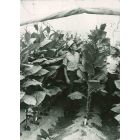 Agriculture - American Vintage Photograph 