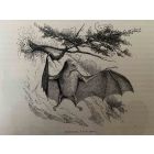 The Bat