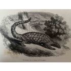 Pangolin De L'Inde