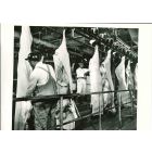 Packing Industry - American Vintage Photograph