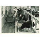 Hay Harvest - American Vintage Photograph