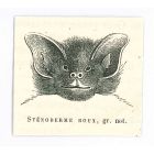 The Bat