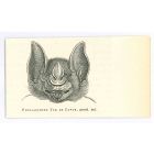 The Bat