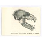 The Skull