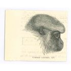 The Monkey