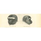 The Monkey