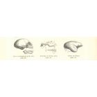 The Skull