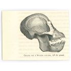 The Skull 