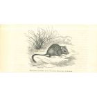 The Rat