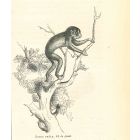 The Monkey