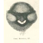 The Monkey
