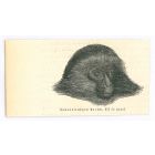 The Monkey