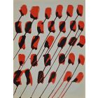 Poppy Flowers